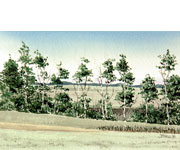 August Treeline