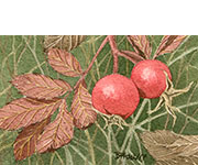 Fall Rose Hips