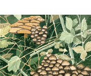 Bob Pitzel - Fungi Study