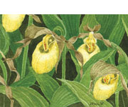 Lady Slipper