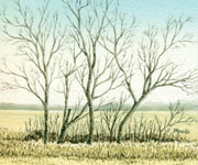 Maples