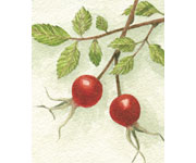 Rose Hip Sketch 2