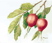 Wild Rose Hips